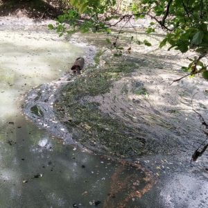 Мутная жижа пензенских вод. В преддверии водной экологической катастрофы