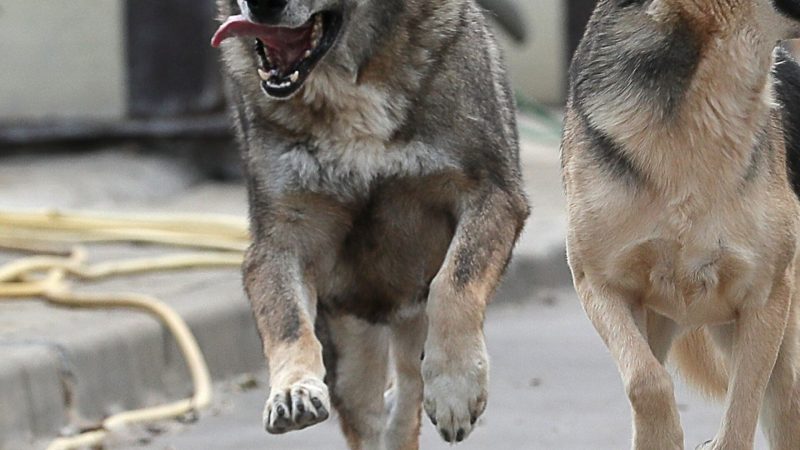 «Собачий прайс» – Пенза может получить почти 18 млн. рублей на борьбу с бродячими собаками