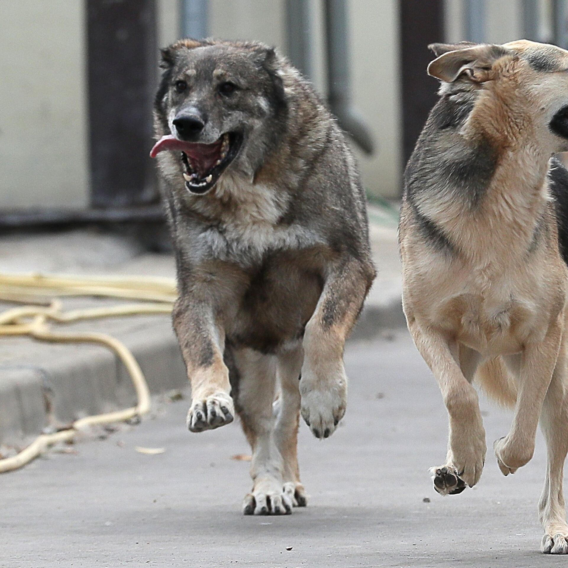 «Собачий прайс» – Пенза может получить почти 18 млн. рублей на борьбу с бродячими собаками