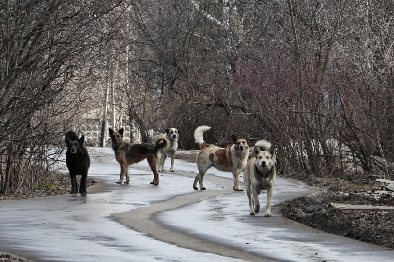 Охотники без лицензии – дикие собаки загрызли косуль на 12 миллионов рублей